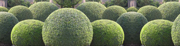 Buxus